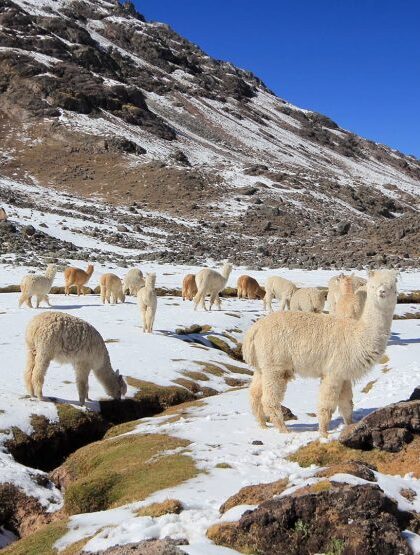 COLCA CANYON FULL DAY TOUR