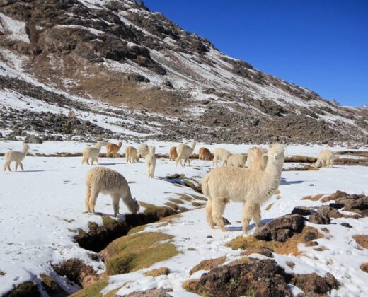 COLCA CANYON FULL DAY TOUR