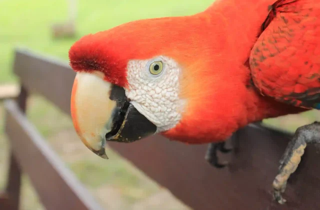 macaw-parrot-fauna-animals-iquitos-peru-amazon-junglemacaw-red-guacamayo-iquitos-headed-hair
