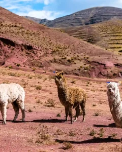 Palcoyo Rainbow Mountain Day Tour